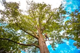 Best Utility Line Clearance  in Clintonville, WI