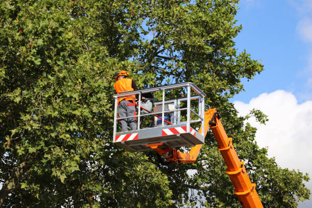 Reliable Clintonville, WI Tree Services Solutions