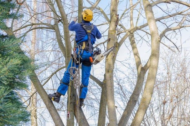 Best Firewood Processing and Delivery  in Clintonville, WI