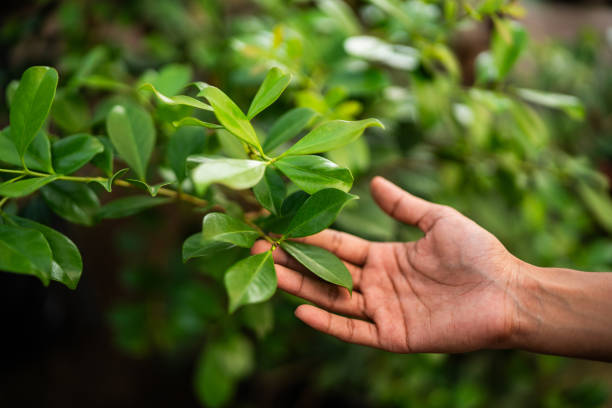 Best Tree Health Inspection  in Clintonville, WI