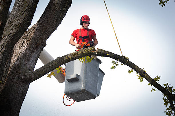 Best Hazardous Tree Removal  in Clintonville, WI