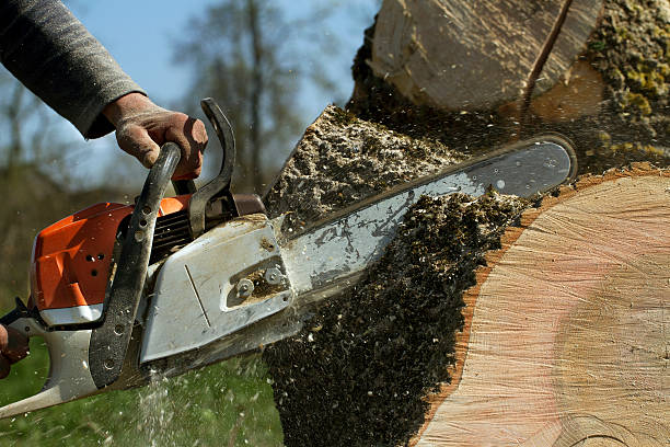  Clintonville, WI Tree Services Pros