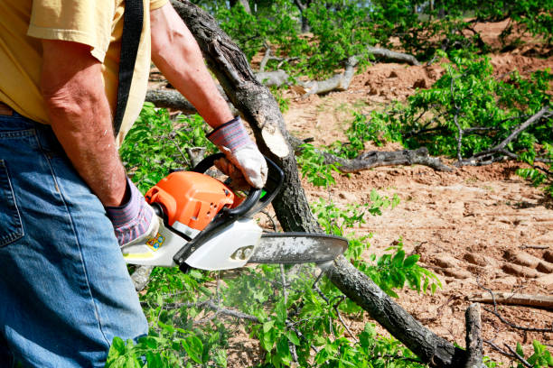 Best Arborist Consultation Services  in Clintonville, WI